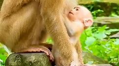 Thank you 🐒 Using the same... - Stop Monkey Abuse Asia