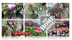 Home Depot Indoor and Garden Plant Finds! 🪴🌷🎍English Daisies, Calibrachoa, Dahlias & More!