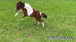 "SOLD" Miniature horse for sale - Dent Lucky Dashette - 2015 Foal