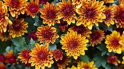 Are Mums Perennials That Will Come Back in Spring?