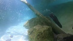 Under Water Otter