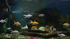 Beautiful Fishes Of Different Sizes Stock Footage Video (100% Royalty-free) 32356168