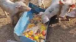 Feeding pigs slop
