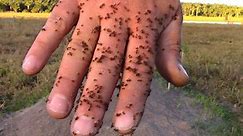 How to Survive Being Attacked by 500,000 Fire Ants