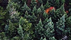 Evergreen Trees: Everything You Ever Wanted to Know