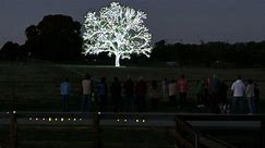 Pecan tree decorated for Christmas draws visitors from hundreds of miles away