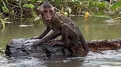 What do yo do ??? #monkey #animals #monkeys #wildlife #nature #animal #monkeysofinstagram #photography #memes #wildlifephotography #zoo #love #art #naturephotography #funny #ape #primate #animalphotography #cute #meme #monkeylove #travel #photooftheday #monkeymemes #primates #monkeyseemonkeydo #dankmemes #animallovers #gorilla #monkeyface | Cooking Little