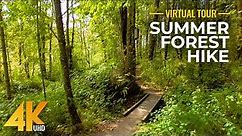 4K Relaxing Forest Hike on a Sunny Summer Day - Beautiful Forest with Nature Sounds + Gentle Music