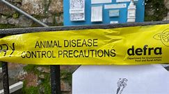 How worried do humans need to be about bird flu? | UK News | Sky News