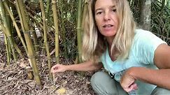 How to Kill Bamboo with Herbicide