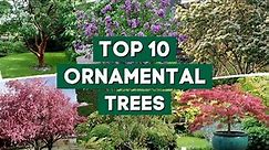 10 Most Popular Ornamental Trees for Your Garden 👌🌿💚 // PlantDo Home & Garden