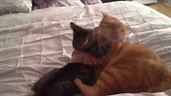 Hug Wrestling with Tigger the Cat