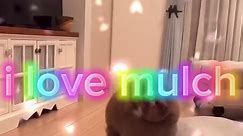 i love mulch #mulch #mulchgang #mulchforlife #fyp | mulch