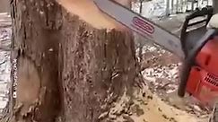 By cutting specific spots in the tree trunk, this guy perfectly controls the direction the tree is going to fall toward. #engineering | Interesting Engineering