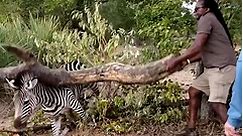 Heroes help zebra trapped in wire