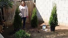 Planting Emerald Green Arborvitae ~ birdhouse garden