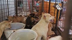 'Breeding ground for a pandemic': Dog meat still on sale in China, despite new guidelines | World News | Sky News