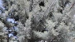 Beautiful tree: Cupressus Arizonica Blue Ice Cypress tree #beautifultrees #cypresstrees #new #nature #naturebeauty #trees #everyone #follower #followers #hmoobreels #fbreel24 #reelsviralシ #followerseveryone #fbpostreelsviral #reelsfbシ #hmoobreel #fbreels24 #fbreels #followersreels #fbpost #facebookpost | Xeev Vaj