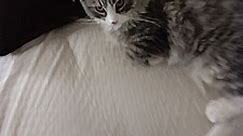 Apple Valley, CA - Domestic Longhair. Meet Babytwo a Pet for Adoption - AdoptaPet.com