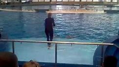 National Aquarium in Baltimore Dolphin Show - Monday, April 19th, 2012