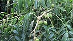 Canadian Sineguelas 🌱 #DwarfFruitTrees | Nueva Ecija Grafted fruit trees