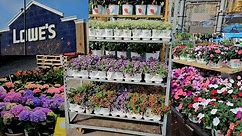 Lowe's New inventory for March 2024 - Spring annuals are here!