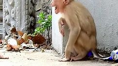 The poor baby monkey was bullied and beaten up by the big monkey