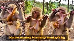 Mother monkey holds baby monkey and gnaws baby monkey's leg, mother monkey treats her baby badly