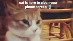 Cat is here to clean your Phone Screen 💚 🐾🐾🐾 #reels #instagood #NewYearNewYou #newyearnewme #newyearparty #christmascookies #christmas2023 #christmasmusic #instamood #petsofinstagram #catsofinstagram #catlover #cutecat #lovelycats #reelsinstagram #catlove #cats #catlife #instagood #viralreels #trending #howaboutcuteness #cuteness #funny #funnyvideos #fyp #shareinterestingvideo #confusivebehavior #catdaily #catsofinstagram #catlover #cutecat #lovelycats #reelsinstagram #catlove #cats #catlife