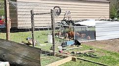 DIY Easy Build Chicken Hoop Coop Daily Move 4 Bugs Not Drugs At #havenshomestead