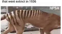 Colorized footage of the Tasmanian Tiger that went extinct in 1936 | Amazing Science