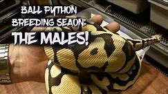 Ball Python Breeding Season: The Males!