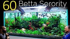 60 Betta Fish Sorority, 1 Aquarium: EPIC 4ft co2 Injected Planted Aquascape Tutorial