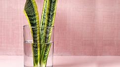 How to Propagate a Snake Plant