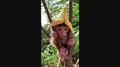 Baby Monkey Sits in Tree With Flower for a Hat