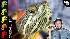Red-Eared Slider, The Best Pet Turtle?