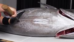 Breaking Down Bluefin Tuna