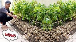 Smart Tips For Growing Potatoes Without Cost, Doubling Yield, And Abundant Tubers