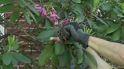 June Gardening Tips - Summer Pruning