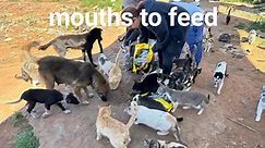 SPECIAL REQUEST!!! Tomorrow I travel to Rabat to see animal rescuers Yesterday Kawthar was feeding this group of dumped animals in a remote place. She had 12kg food with her but that was not enough to feed them all. Can you help please??? Straycare International BE42 3631 7104 1554 Paypal : monique.moerenhout@telenet.be #straycareinternational #straycat #straydogs | Straycare International