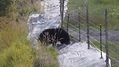 Bear vs the electric fence
