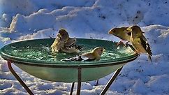 Top 10 Best Heated Bird Baths Reviewed and Rated in 2024
