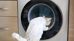 Cat follows the washing machine, washing machine and cat