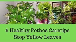 6 Pothos Plant Varieties Care Tips | Why Pothos Leaves Turning Yellow