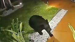 Bear steals $45 Taco Bell order