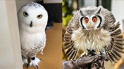 OWL BIRDS🦉- A Funny Owls And Cute Owls Videos Compilation (2021) #008 | Funny Pets Life