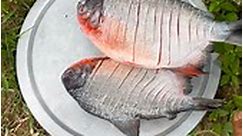 FULL FISH ROAST | Village Red Pomfret Fish Fry Recipe