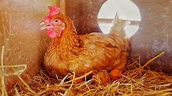 How To Tell Which Hens Are Laying Eggs - The Happy Chicken Coop
