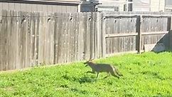 Coyote effortlessly leaps over six-foot fence 😱