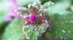 Frost Vs. Freeze: What Gardeners Need To Know